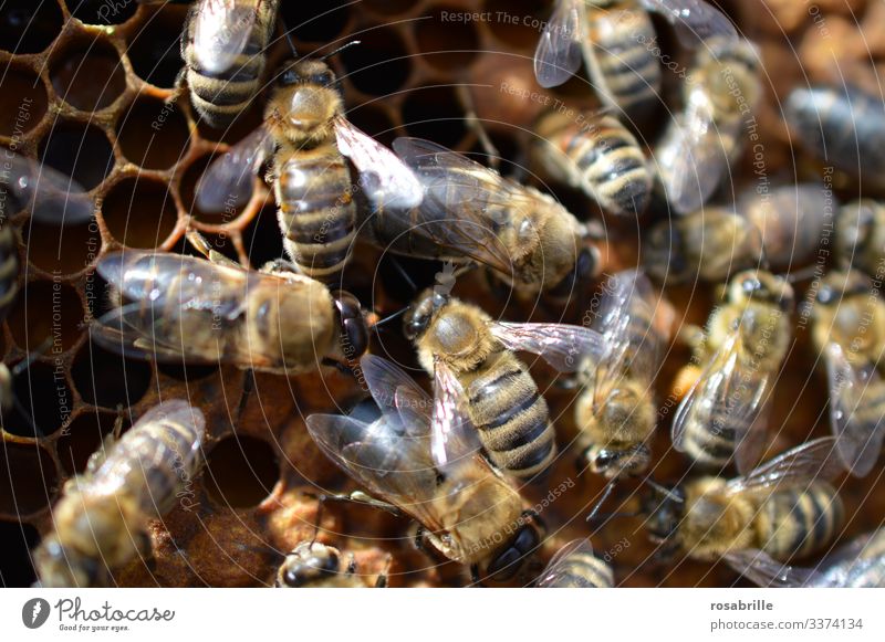 many buzzing bees are working diligently on a honeycomb | noise Bee Beehive Honey Honey bee Honeycomb Honey-comb Animal Farm animal Insect Bee-keeping