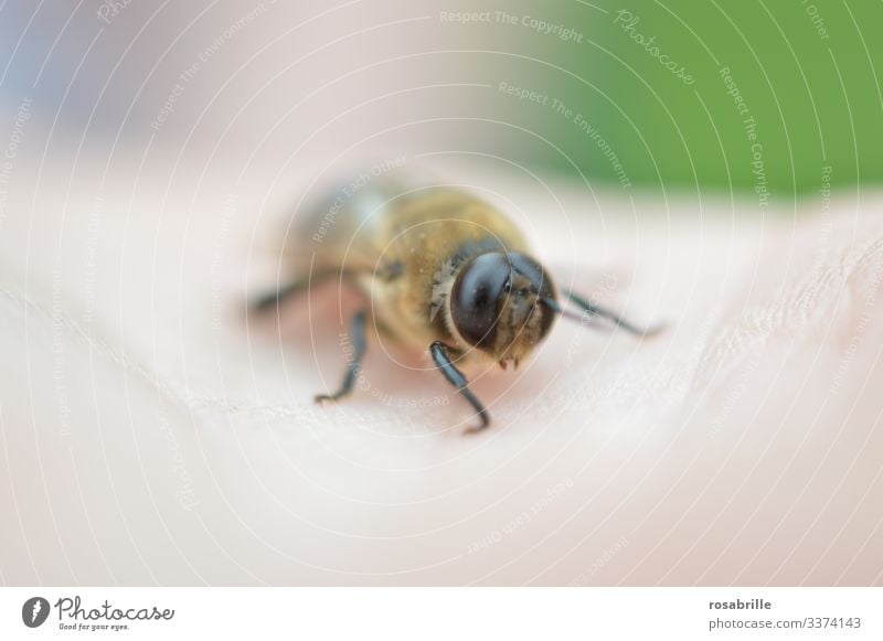 vital | for the genetic distribution of a bee colony: the drone Bee masculine male bee eyes Large big eyes small spike harmless Animal Insect Palm of the hand