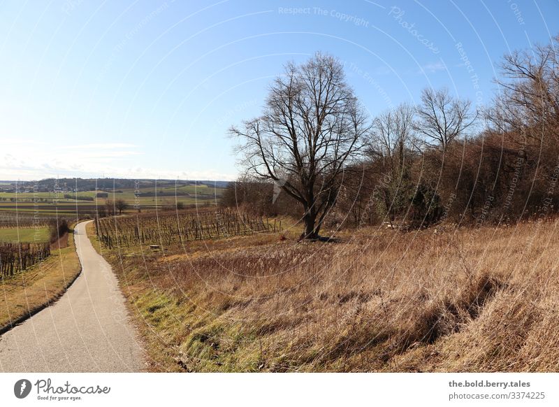 Way to the vineyards with tree Landscape Earth Sky Cloudless sky Winter Beautiful weather Plant Tree Grass Bushes Wine growing Bright Natural Dry Blue Brown