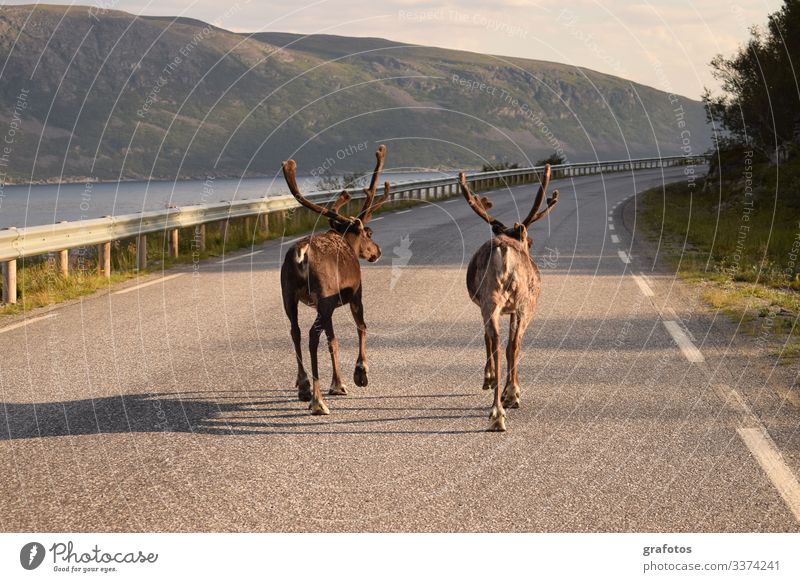 Reindeer Walk - Two reindeer brothers walking on the road in Scandinavia Lifestyle Style Vacation & Travel Tourism Trip Adventure Summer Ocean Animal Hang