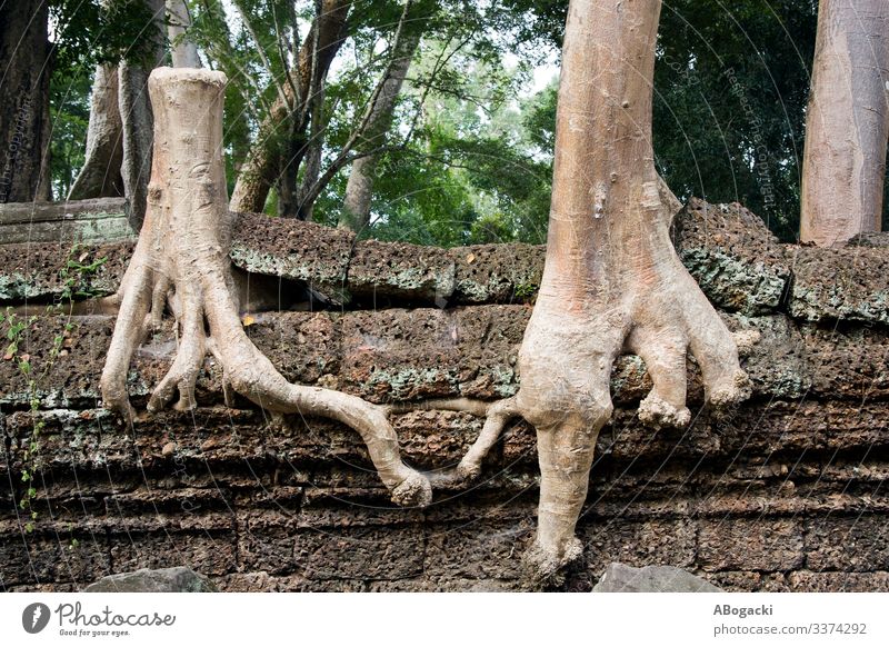 Tree Giving A Helping Root Life Nature Plant Stone Together Uniqueness Hope Conceptual design intelligent joint combined rare linked coupled conjoint connected
