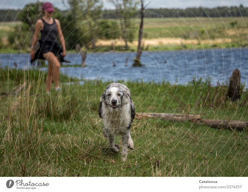The dog runs freely towards the camera at the lakeside. In the background a young woman comes after Dog Lakeside Young woman Running joyfully Free Nature Water