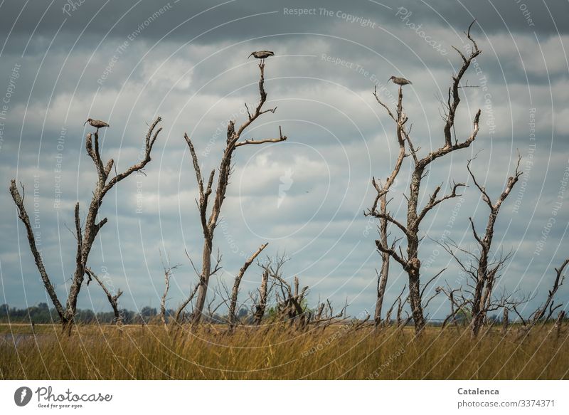 Keeping their distance, three Ibis birds sit on branches of dead trees in a swamp area, dark rain clouds are moving in the sky animals fauna Environment Wild