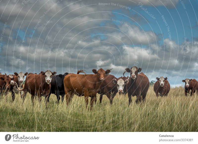 Curious herd of cattle in high grass, clouds are in the sky Cattle farming cows looking Grassland Animal portrait Deep depth of field Exterior shot