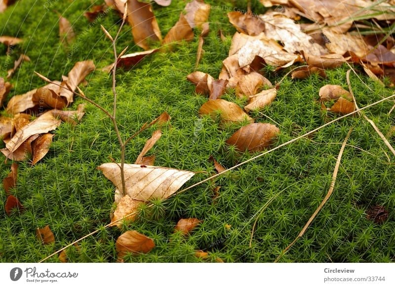 Idyll in the forest Leaf Maturing time Green Deciduous tree Brown Nature Shoot Growth Dried Contrast leaves Moss