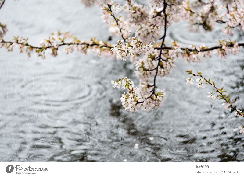 Branches with spring flowers in the rain at the lake with rain tropics Water Drops of water Bad weather Fog Rain Tree Blossom Park Lakeside River bank Esthetic