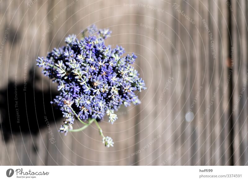 Lavender bound as a bouquet seen from above Blossom Flower Esthetic Fragrance Authentic Fresh Near Warmth Violet Spring fever Expectation Colour Joy Healthy