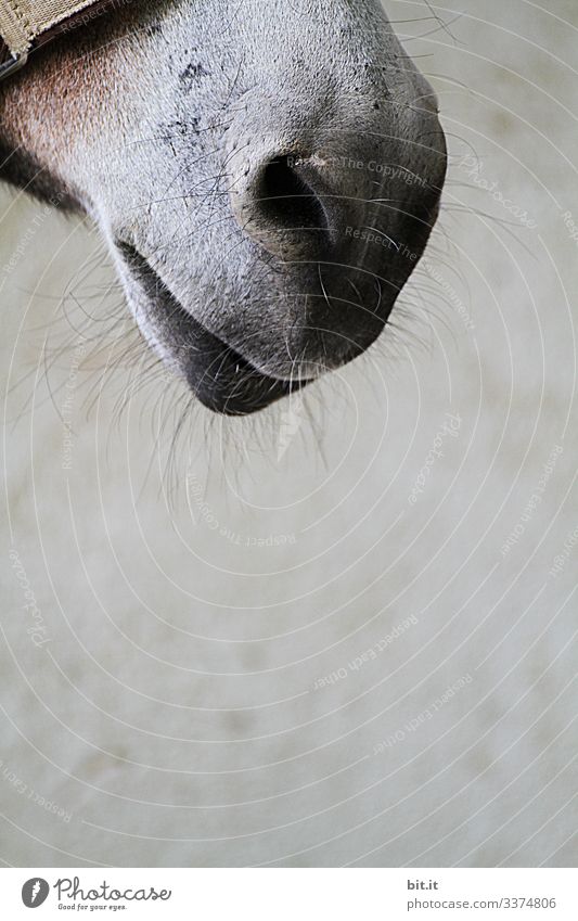 Mouth of a horse as a detailed picture with tactile hair, and halter in front of a grey wall of the horse stable, on a farm. Horse Bangs Animal Love of animals
