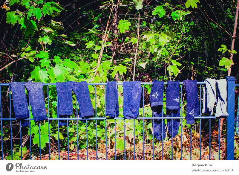 Washing day in " Franconia " On a fence hung various blue pants to dry. In the background green leaves. Design Health care Environment Summer Beautiful weather