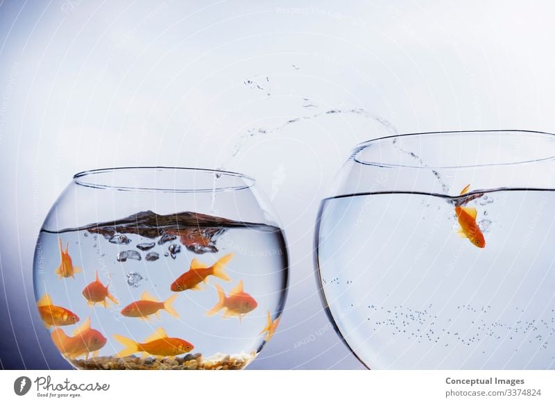 Goldfish escaping from crowded bowl Freedom Moving (to change residence) Animal Pet Jump Uniqueness Beginning Idea Animal themes Arrival Change Crowded Empty