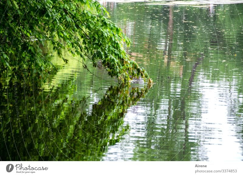 the land is hanging into the lake Day Deserted Exterior shot Colour photo Meditative Loneliness Longing Calm Green Tree Lake Pond Water Reflection Nature Idyll