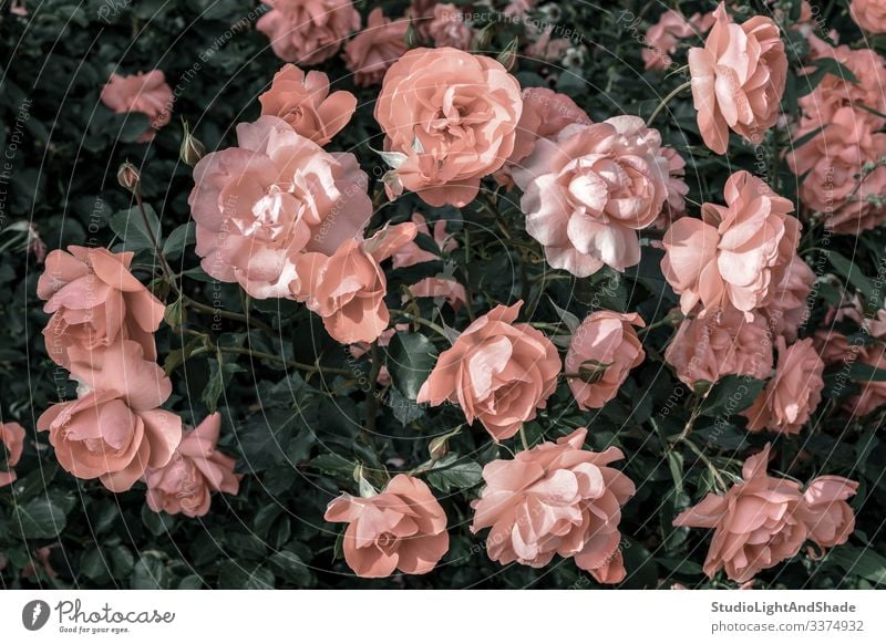 Pastel pink roses in the garden - a Royalty Free Stock Photo from Photocase