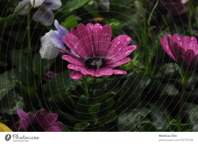 Water in bloom Plant Grass Violet Pink bleed Bud Drops of water Rainwater flaked Flower meadow flower watering Colour photo Deserted purple green water droplets