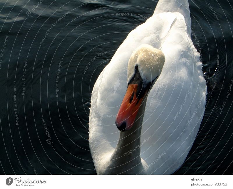 swan Swan Lake Beak Animal Bird Water action photo