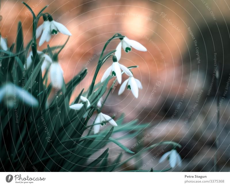 snowdrops Environment Nature Plant Earth Spring Winter Flower Leaf Blossom Wild plant Forest Natural Green Orange White Idyll Snowdrop Spring flowering plant