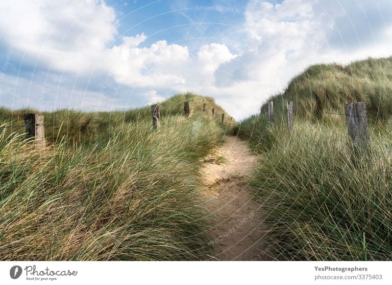 Alley through tall grass on a sandy dune on Sylt island Freedom Summer Hiking Beautiful weather Hill North Sea Lanes & trails Optimism Frisia Germany