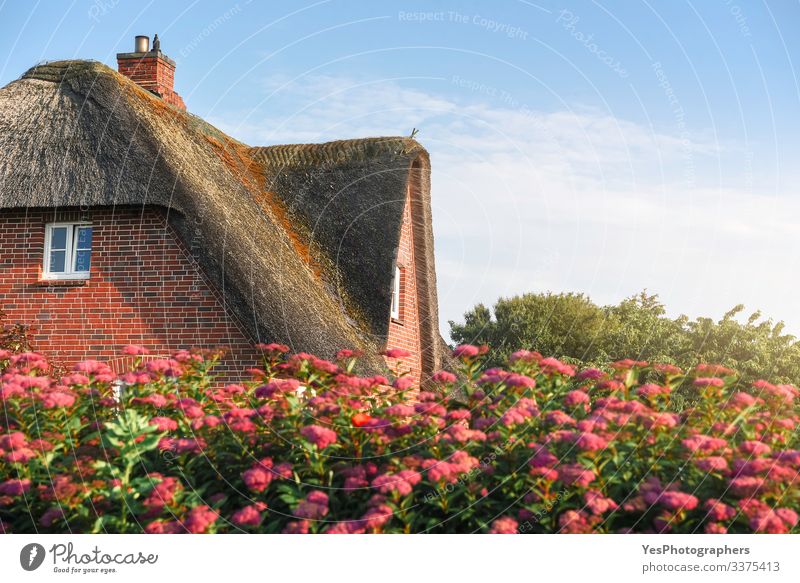 Thatched roof of a Scandinavian house with roses on Sylt island Summer House (Residential Structure) Garden Nature Beautiful weather Flower North Sea Village