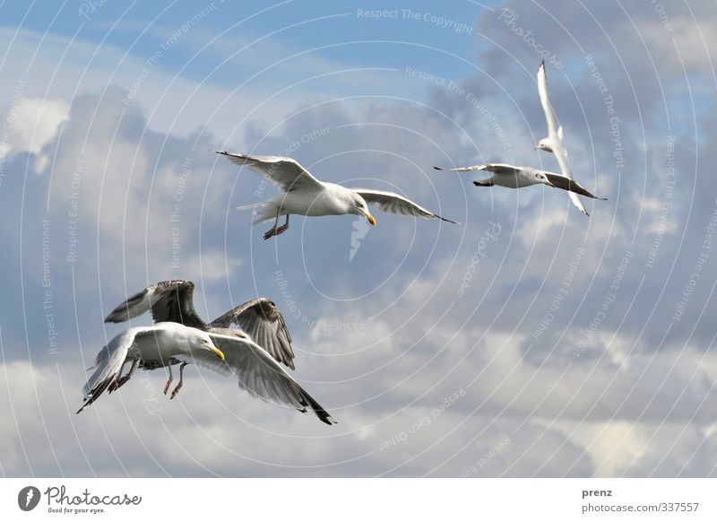trip Environment Nature Animal Sky Beautiful weather Wild animal Bird Group of animals Blue White Seagull Flying Floating Baltic Sea Colour photo Exterior shot