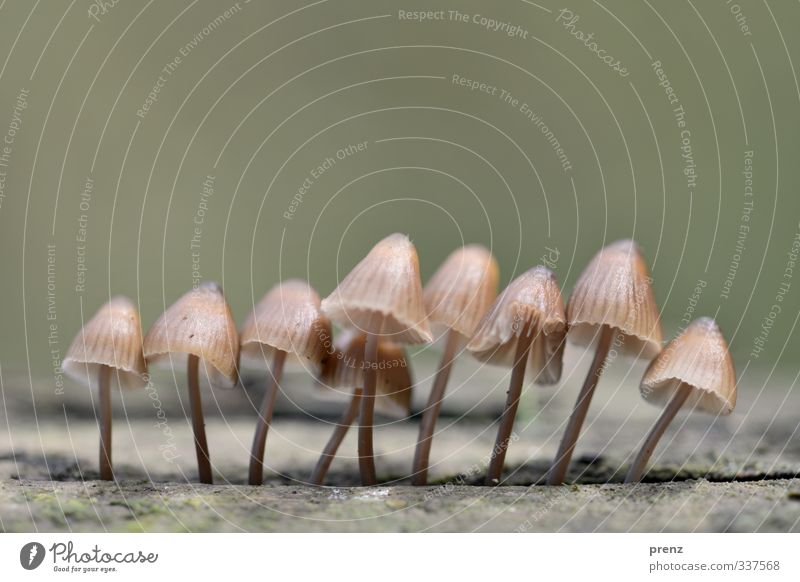 line dance Environment Nature Plant Autumn Gray Green Mushroom Multiple Line Colour photo Exterior shot Deserted Copy Space top Day Shallow depth of field