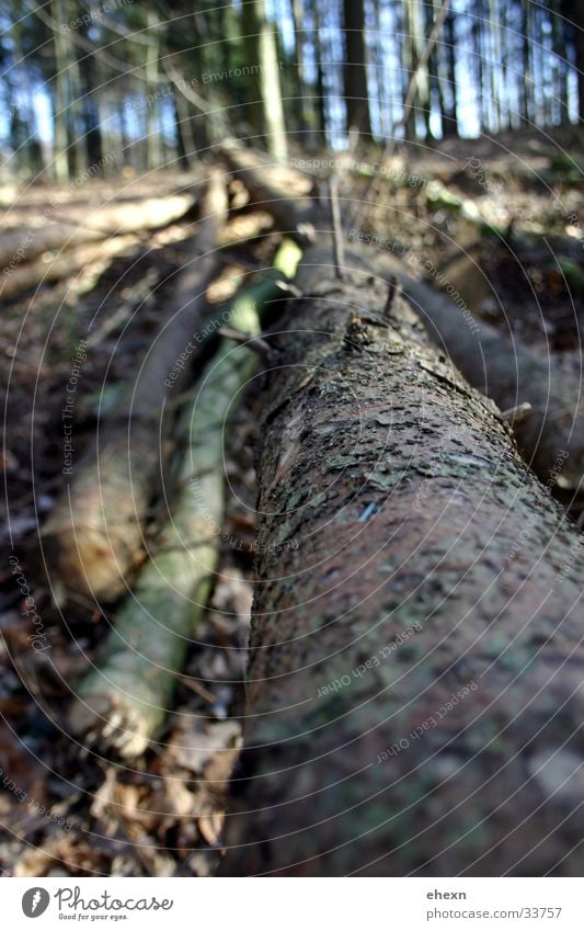 Longside!? Tree:) Forest Tree trunk Leaf Blur Branch Perspective