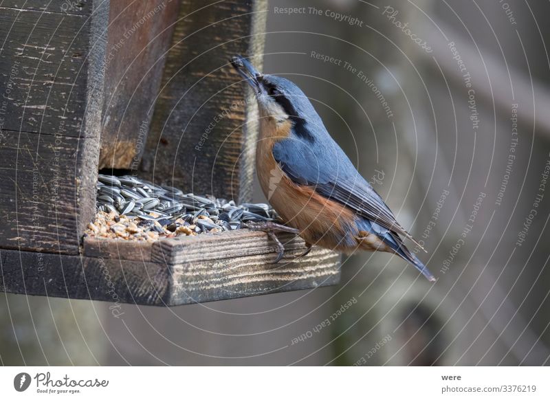 Nuthatch at a bird feeder house Nature Animal 1 Small Cute Birdseed birdhouse branches feathers feeding fly food foraging forest forest bird nobody nuthatch