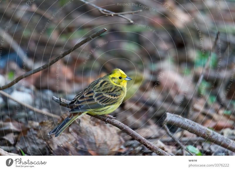 Yellowhammer looks for food on the forest floor Winter Nature Animal Bird Small Cute copy space cuddly cuddly soft feathers fly ground looking nobody songbird