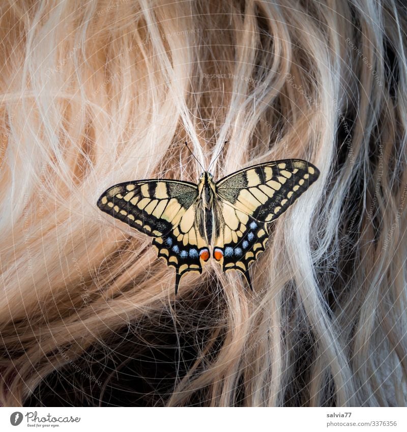 blond hair with butterfly Swallowtail Butterfly Macro (Extreme close-up) Nature Hair and hairstyles blonde hair Insect Hair accessories Blonde butterflies