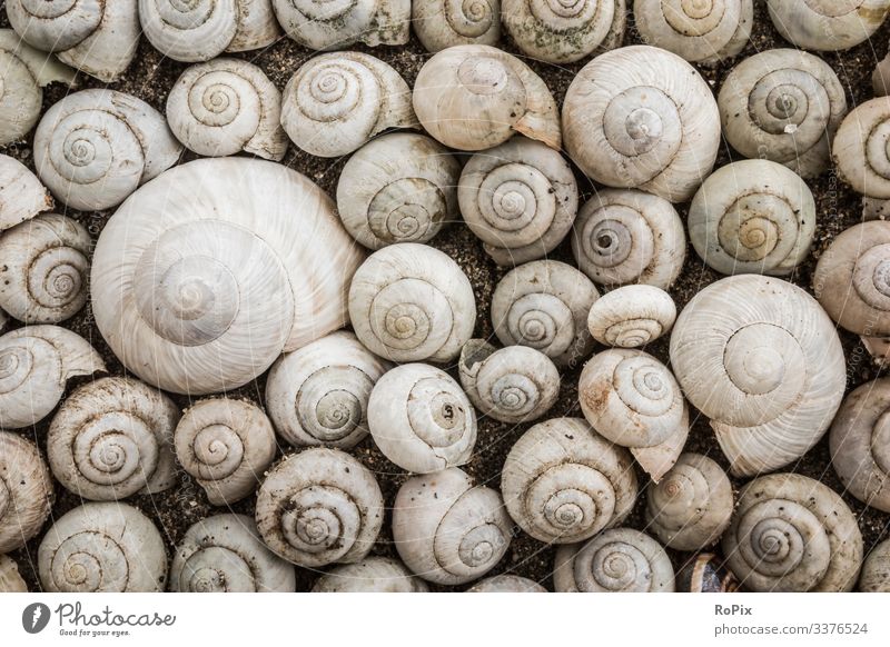 Snail house pattern. Wellness Senses Relaxation Meditation Leisure and hobbies Handicraft Handcrafts Garden Gardening Art Sculpture Environment Nature Animal