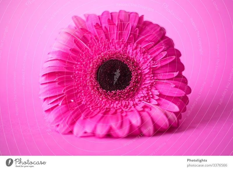 PINK on PINK Nature Plant Flower Blossom Gerbera Illuminate Lie Exceptional Fragrance Pink Black Emotions Moody Joy Esthetic Elegant Art Growth Playing frisky