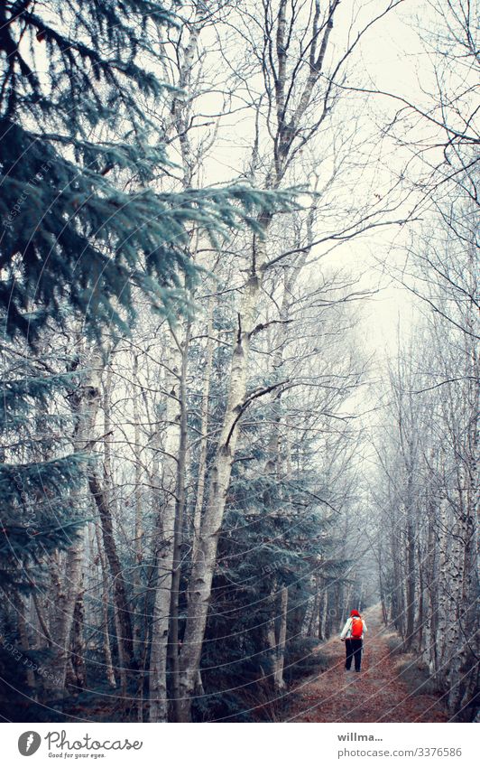 Frost in the cold birch forest and a little hiker Woman Forest from Forest path birches Bleak conifers Accomplishment Red Backpack November Cold full slim