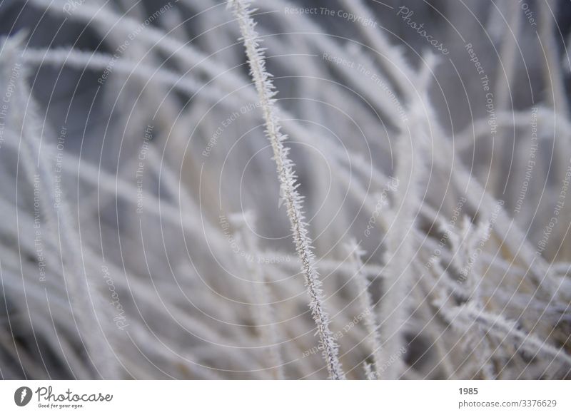frosty grass Frost Blade of grass icily Frozen Winter morning chill Exterior shot Ice Nature White Colour photo Seasons natural Plant Deserted Close-up
