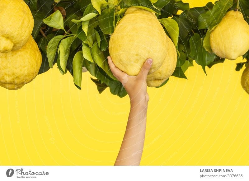 Lemons with leaves in children's hand on yellow Fruit Vegetarian diet Style Design Healthy Eating Garden Agriculture Forestry Arm Hand 1 Human being Art Summer