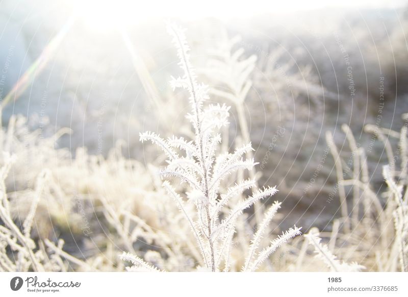 Frozen shrub Sunbeam ice crystals winter landscape Winter chill Exterior shot Frost Colour photo Deserted Seasons Nature Ice Hoar frost Plant Ice crystal