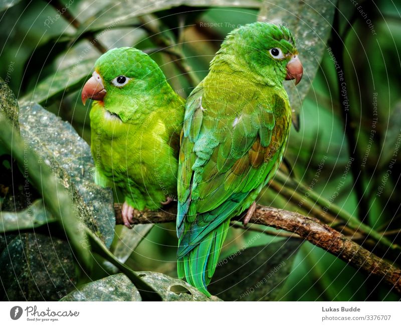Parrot couple sitting side by side on a branch in the rainforest of Costa Rica parrot tropics Animal Green Branch Tree Tree trunk vacation travel Bird zoom