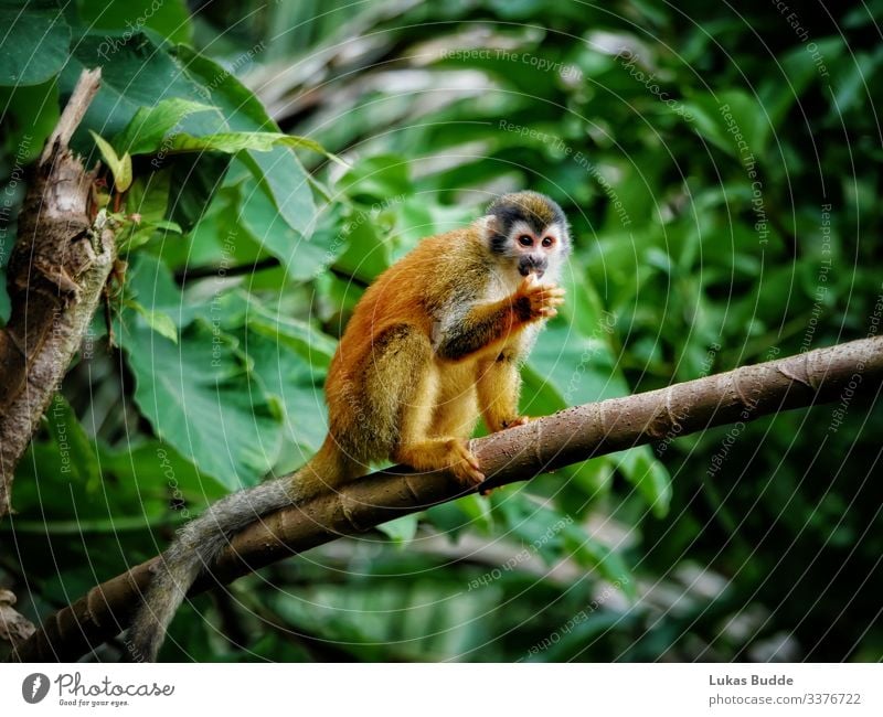 real jungle animals monkeys