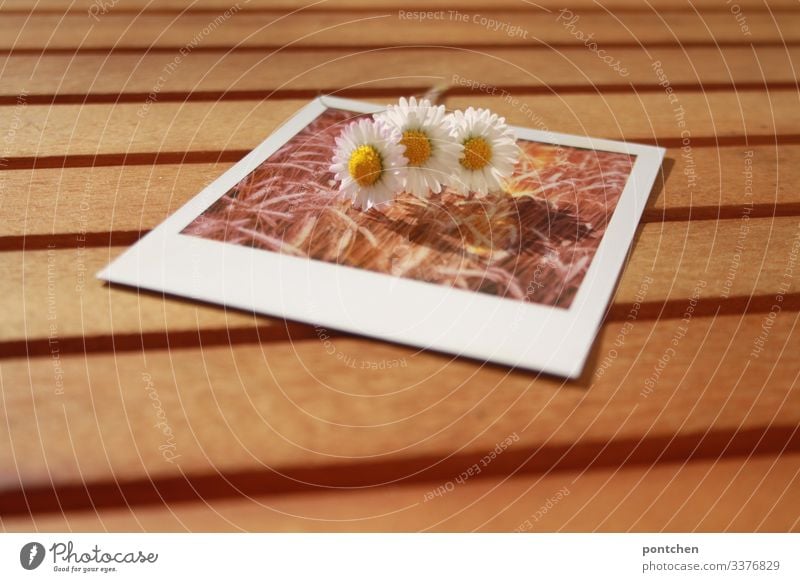 Three daisies lie on a Polaroid photo showing a grain field Daisies picture in picture Table Summer Spring Field Ear of corn Grain Picture-in-picture Day