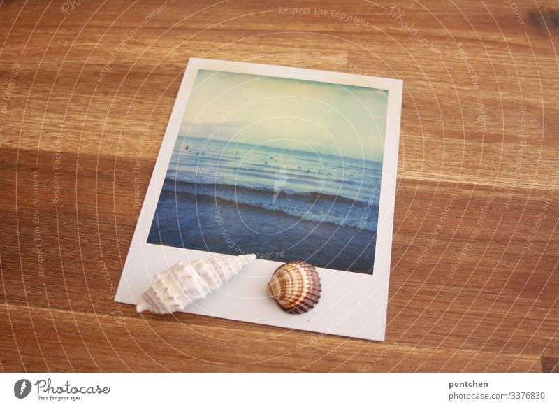 Mussels lie on Polaroid which shows the sea. Picture in picture Vacation & Travel Tourism Far-off places Summer Summer vacation Ocean Sky Mediterranean sea Blue