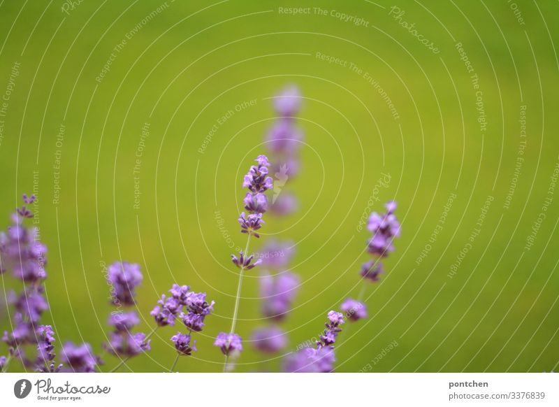 Close-up of lavender flowers against a green background (grass) Lavender blossoms Nature Environment Beauty & Beauty purple Green Grass Plant Exterior shot