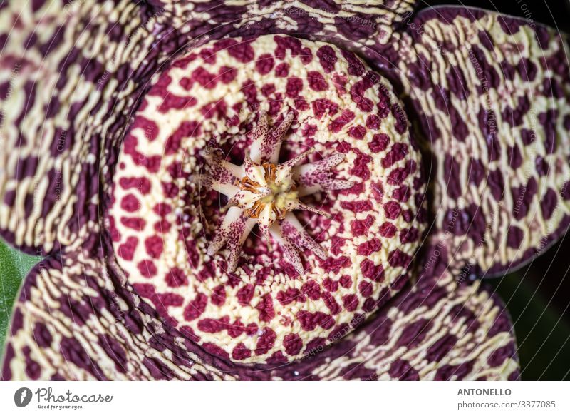 Close up of the flower of the succulence of Stapelia pulchellus Spring Plant Flower Cactus Blossom Pot plant Exotic Authentic Elegant Beautiful Natural