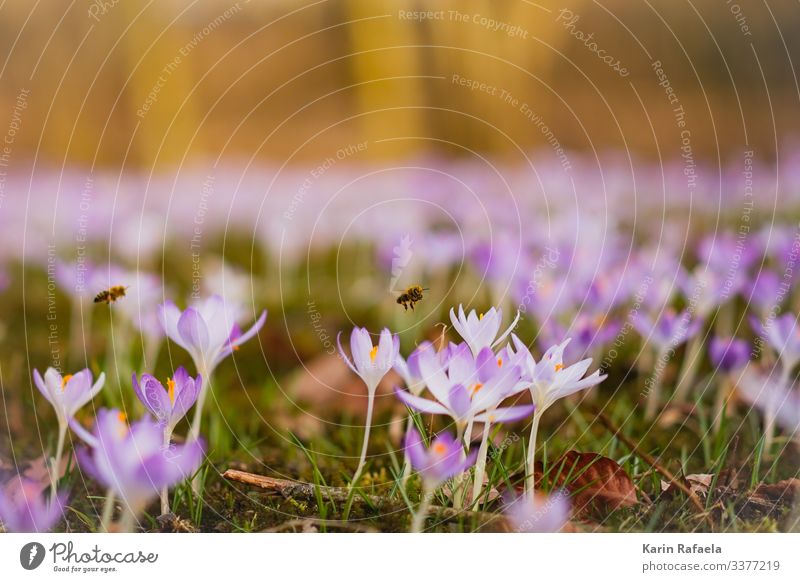 spring awakening Nature Plant Animal Spring Beautiful weather Flower Grass Blossom Crocus Meadow Wild animal Bee 2 Flying Fresh Together Sustainability Cute