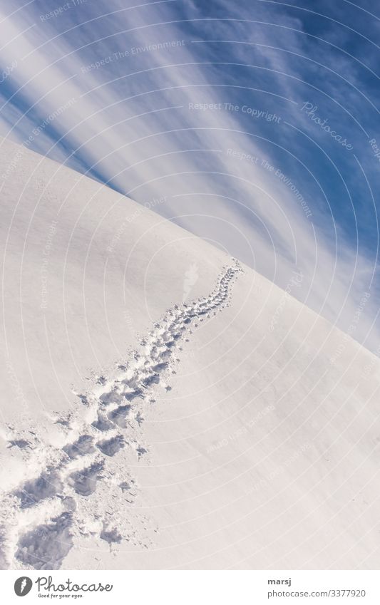 Tracks in the snow Snow Beautiful weather Copy Space top endless Freedom Horizon Winter Colour photo Deserted Cold Sky Blue Landscape Exterior shot Nature White