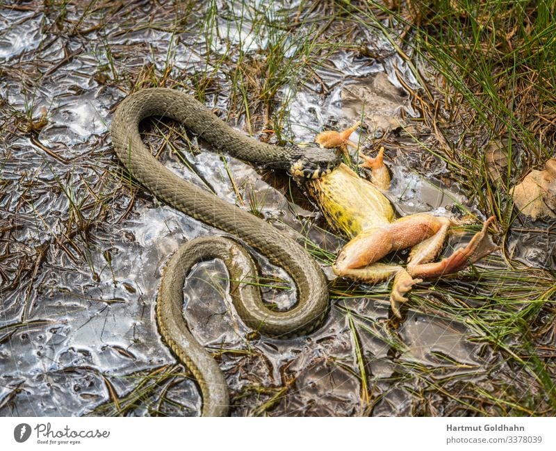 A snake has captured a frog. Animal Wild animal Snake Ring-snake 2 Catch To feed Fight Aggression Respect Nature natrix Pond Body of water Frog Hunting meander