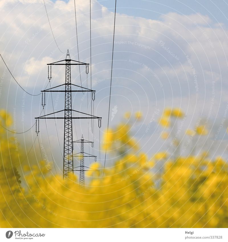 Electricity pylons in front of cloudy sky in blooming rape field Energy industry Renewable energy High voltage power line Environment Nature Landscape Plant Sky