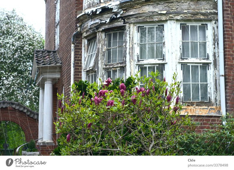 façade do gardening Craftsperson Gardening Economy Plant Tree Flower Hamburg House (Residential Structure) Detached house Dream house Park Wall (barrier)