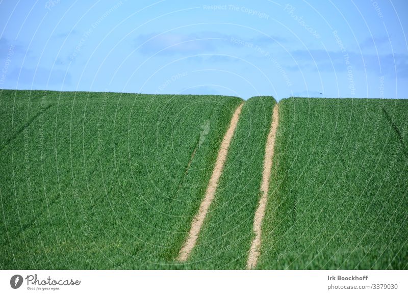 Tracks on a field Tractor track Spring Grain Sky Agriculture Green Field Colour photo Nature Plant Summer Exterior shot Landscape Clouds Horizon Deserted