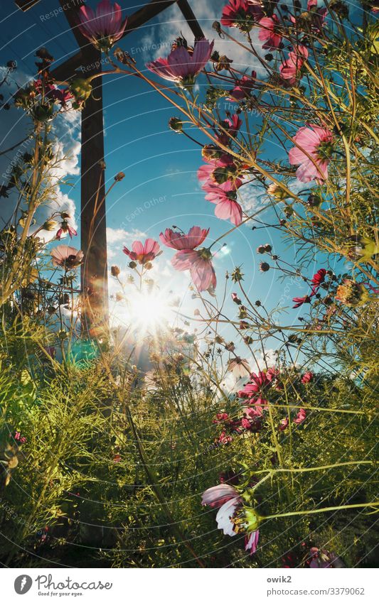 Cosmic radiation Environment Nature Landscape Plant Sky Clouds Sun Summer Beautiful weather Flower Bushes Blossom Wild plant Cosmos pergola Pole Wood Movement