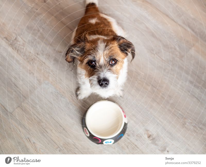 Large Dog Drooling Standing In Front Of Food Bowl At Home Photograph by  Cavan Images - Fine Art America