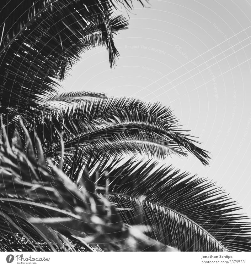 Minimal Black Texture Background With Palm Leaves A Royalty Free Stock Photo From Photocase