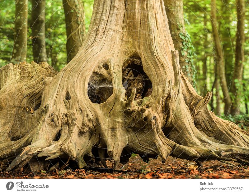 Mouse lives in old root Nature Landscape Animal Forest 1 Fantastic Small pretty Brown Green Black Living or residing Root of a tree Hiding place Wood Rebus