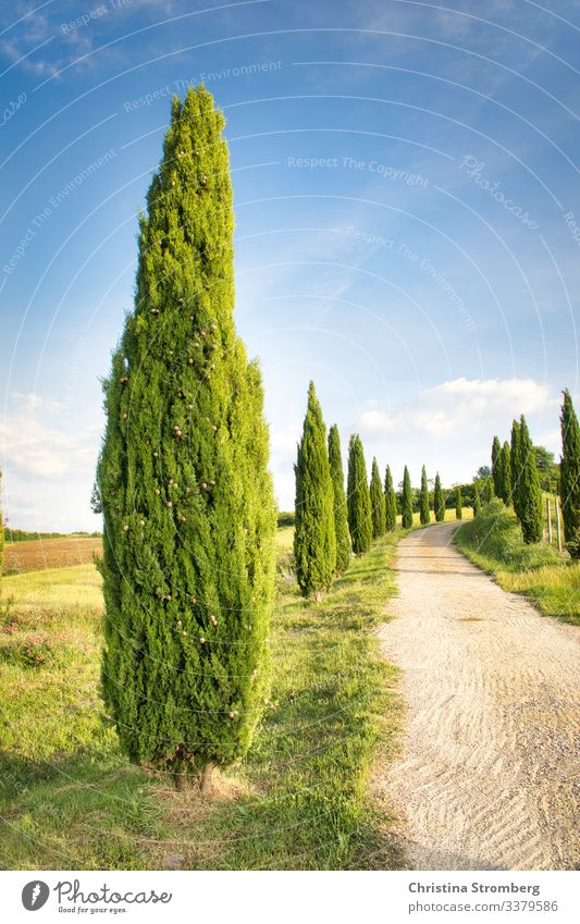 Typical Tuscany Vacation & Travel Tourism Trip Summer Summer vacation Nature Volterra Italy Italian Avenue Cypress Europe Lanes & trails Relaxation Emotions